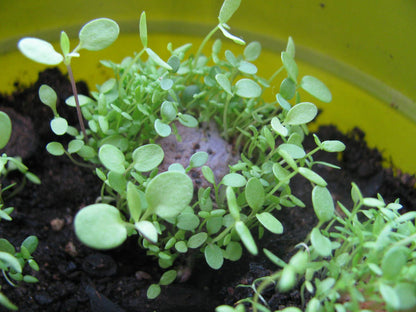Wildflower Seed Bomb Sleeves by Plantables and Paper — view 5