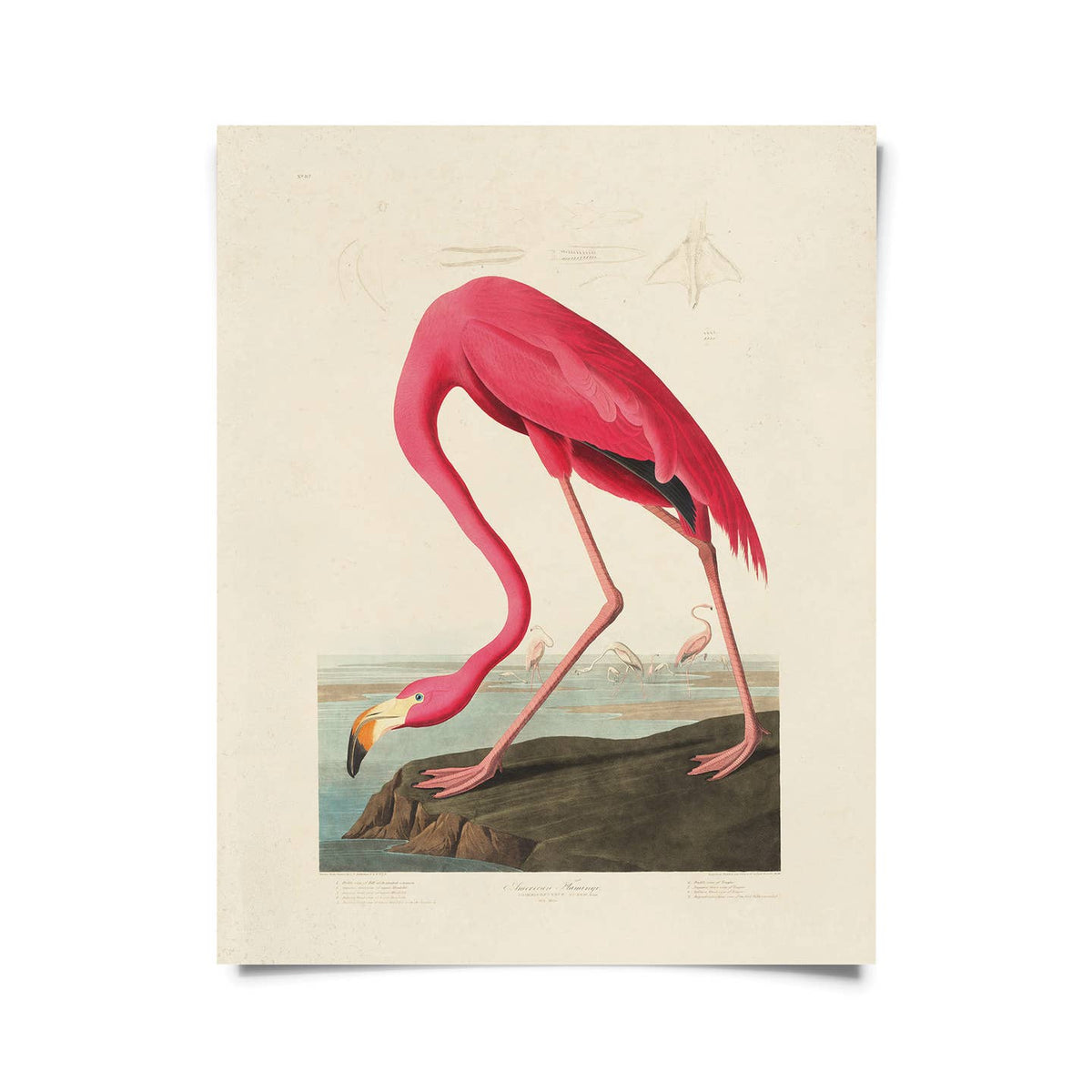 8x10 Vintage Audubon Flamingo Bird Print by Curious Prints