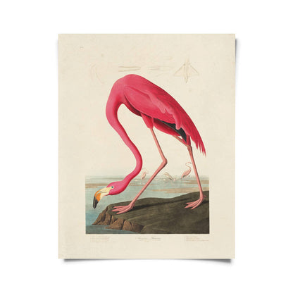 8x10 Vintage Audubon Flamingo Bird Print by Curious Prints