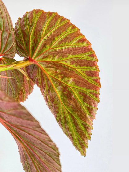 Begonia Brevirimosa Exotica