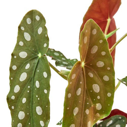 Begonia 'maculata' by House Plant Wholesale WEST — view 2