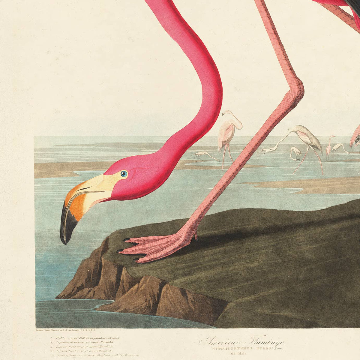8x10 Vintage Audubon Flamingo Bird Print by Curious Prints — view 2