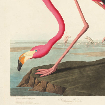 8x10 Vintage Audubon Flamingo Bird Print by Curious Prints — view 2