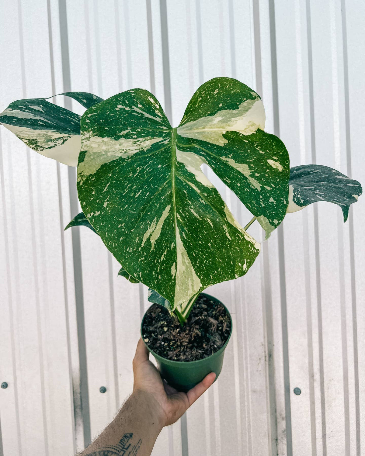 6" Monstera 'thai Constellation' by BWH Plant Co