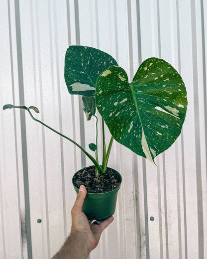 6" Monstera 'thai Constellation' by BWH Plant Co — view 4