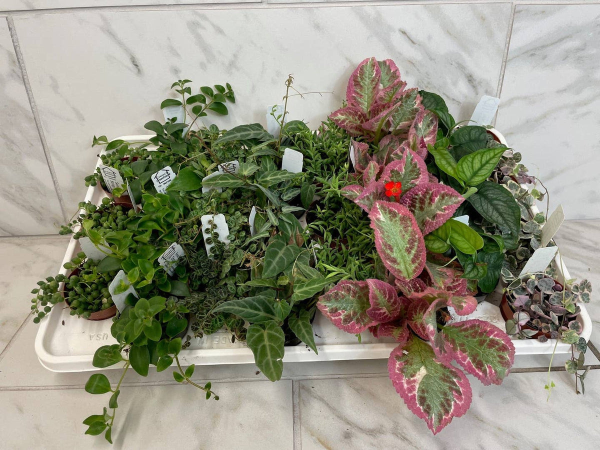 Full Flat of Premium Plants in 2" Grower Pot -28 Total Plants by The Plant Farm