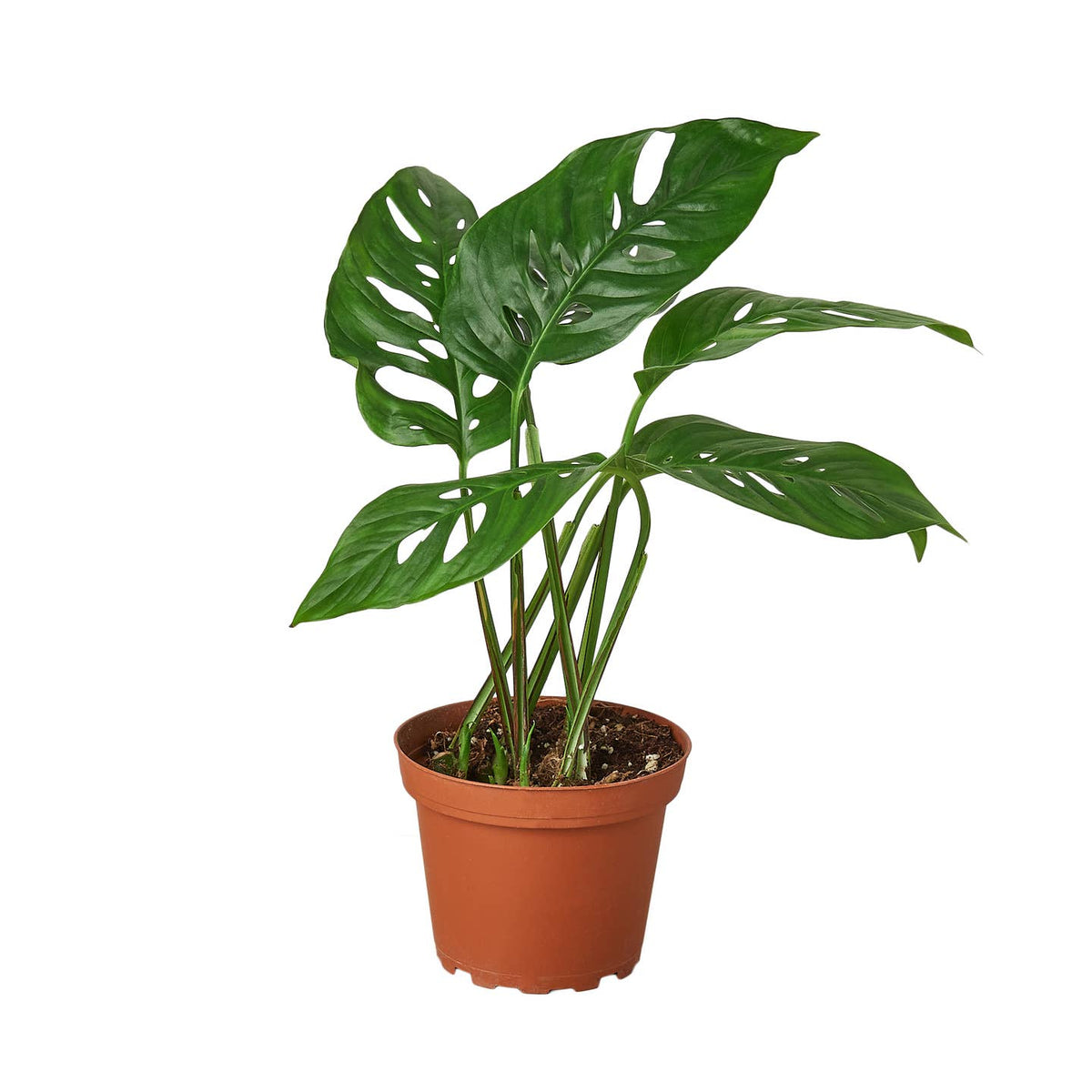 Monstera Adansonii 'swiss Cheese' by House Plant Wholesale WEST