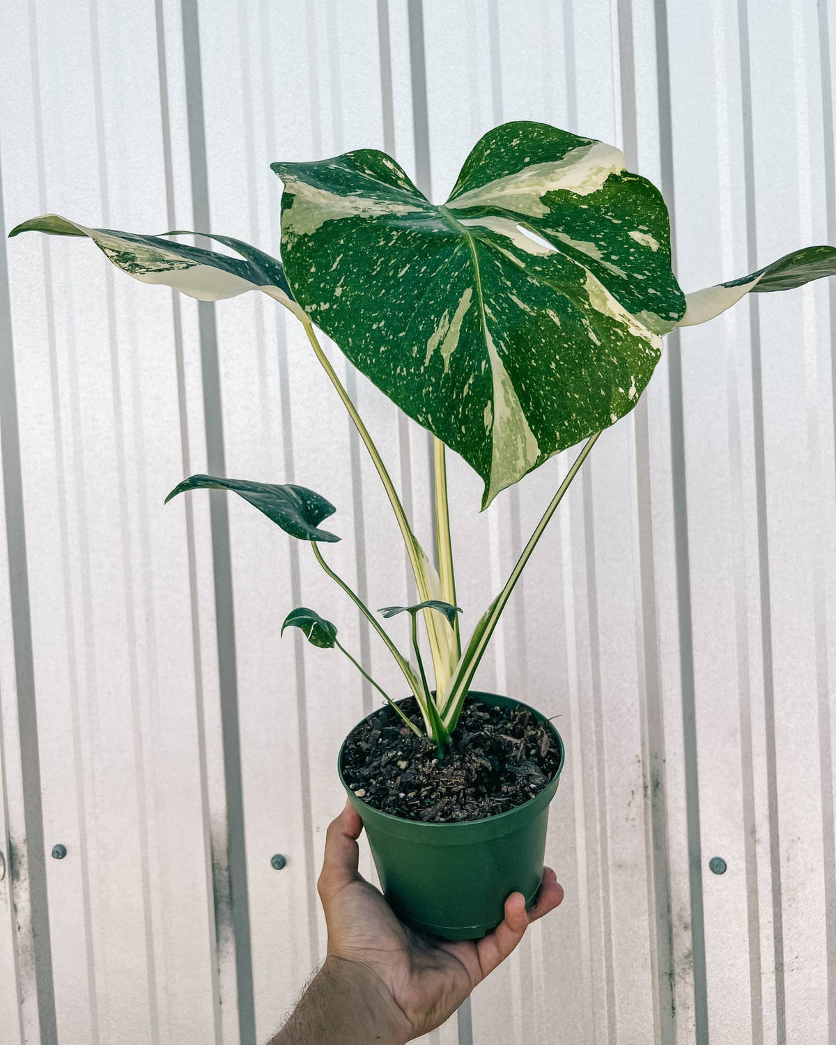 6" Monstera 'thai Constellation' by BWH Plant Co — view 3