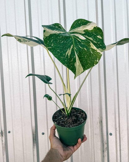 6" Monstera 'thai Constellation' by BWH Plant Co — view 3
