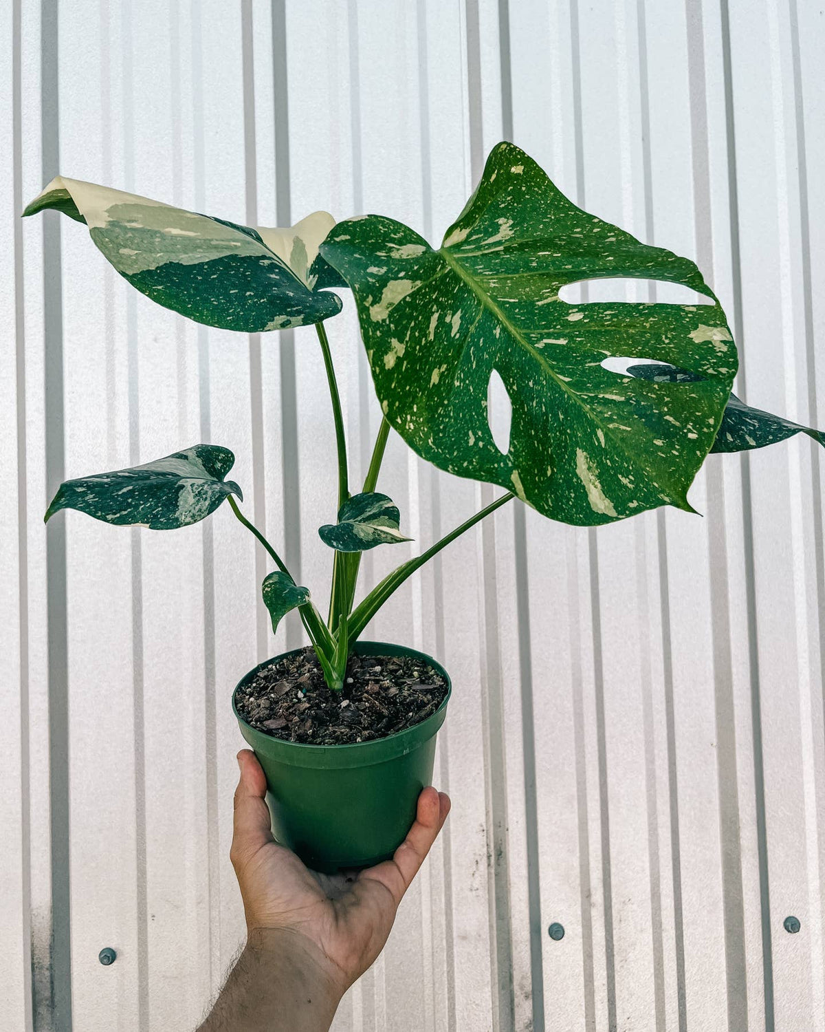 6" Monstera 'thai Constellation' by BWH Plant Co — view 2