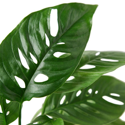 Monstera Adansonii 'swiss Cheese' by House Plant Wholesale WEST — view 2