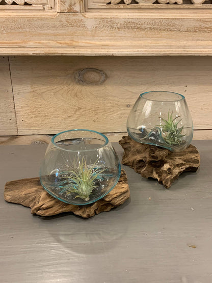 Mini Glass Terrarium On Wood (Approx. 6" X 5" X 5") by Asia West — view 3