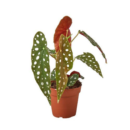 Begonia 'maculata' by House Plant Wholesale WEST