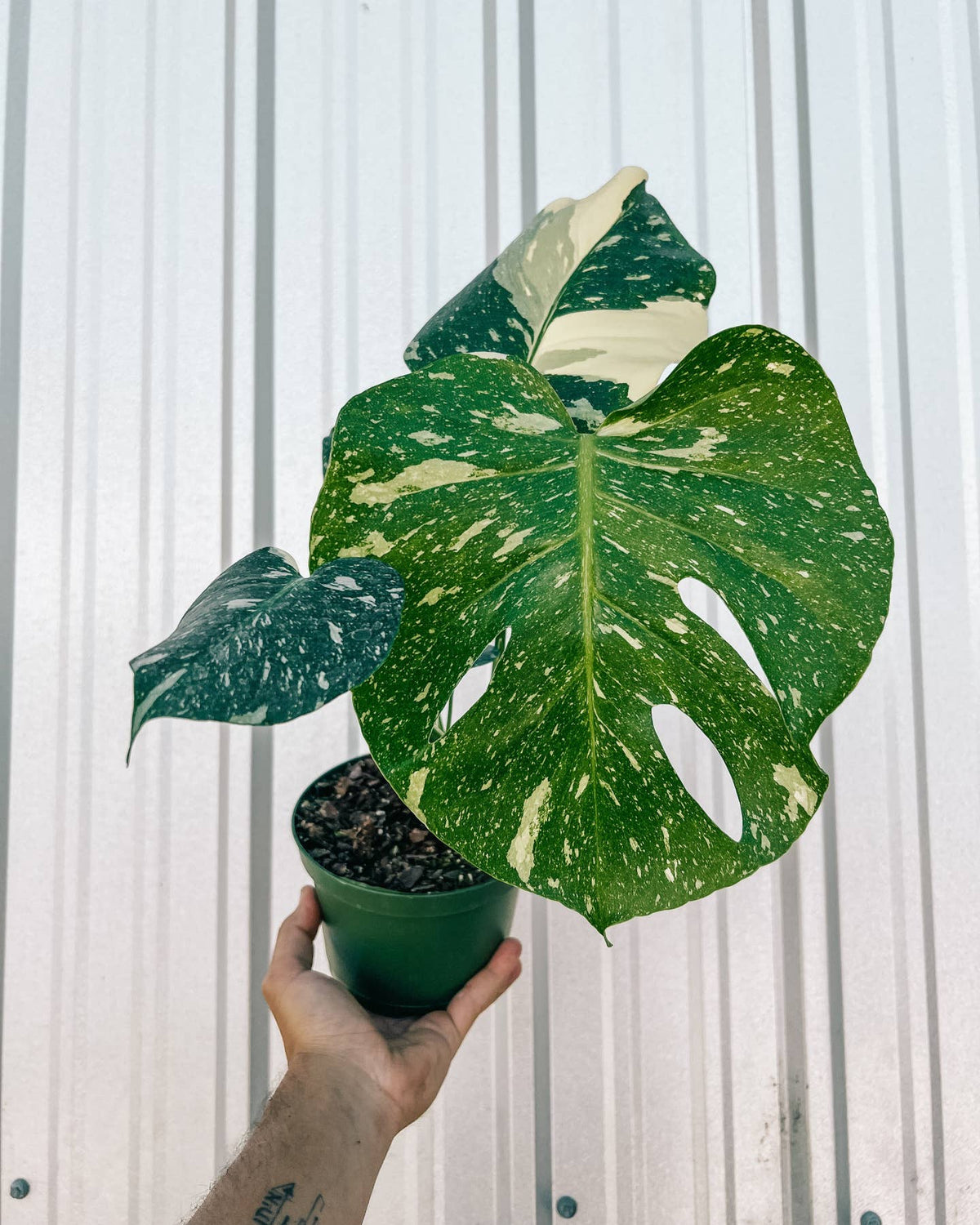 6" Monstera 'thai Constellation' by BWH Plant Co — view 5