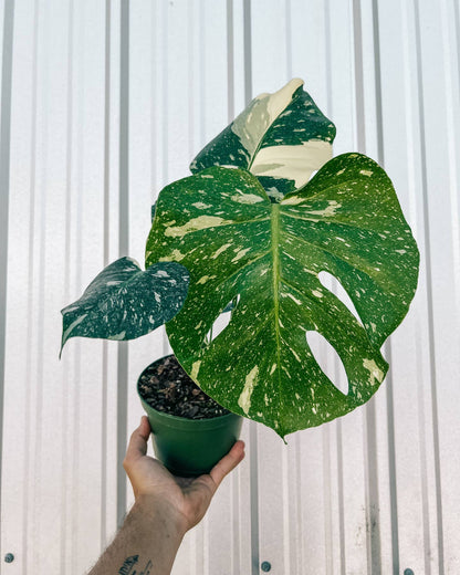 6" Monstera 'thai Constellation' by BWH Plant Co — view 5