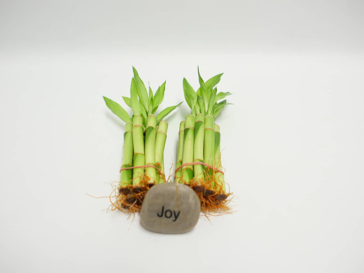 4" Straight Lucky Bamboo Stalk Bundle by Northwest Orchids