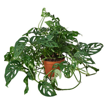 Monstera Adansonii 'swiss Cheese' by House Plant Wholesale WEST — view 4