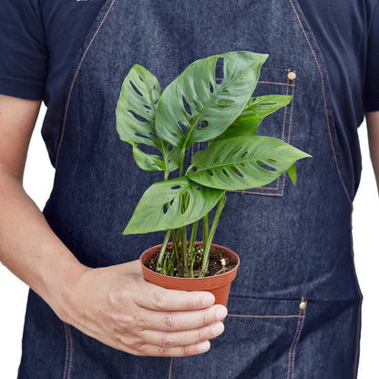 Monstera Adansonii 'swiss Cheese' by House Plant Wholesale WEST — view 3
